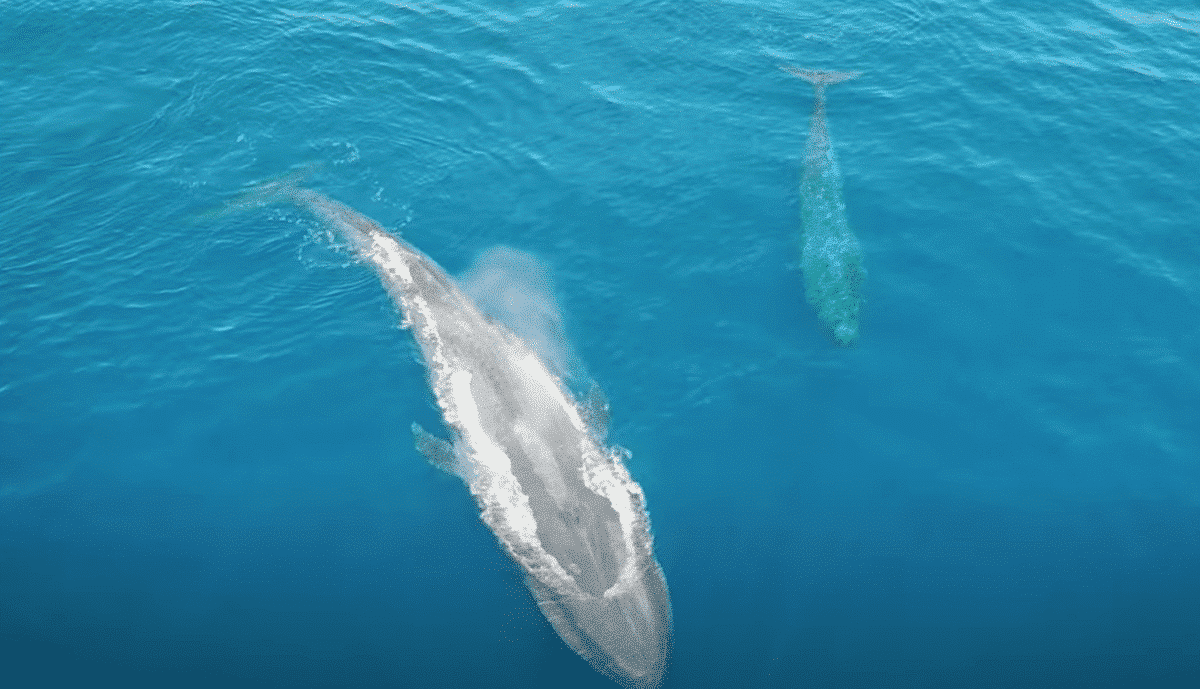 Blue whale calf