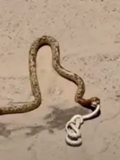 Rattle Snake VS Cape Cobra