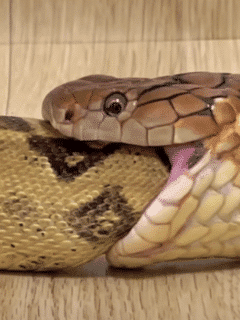 Corn snake vs. Boa constrictor