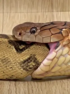 Corn snake vs. Boa constrictor