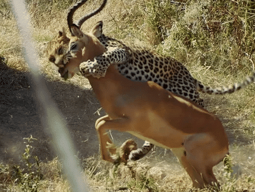 Impala vs Leopard High-Speed Chase