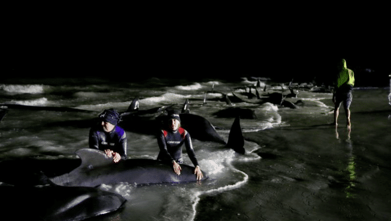 Australian Authorities Euthanize Stranded Whales