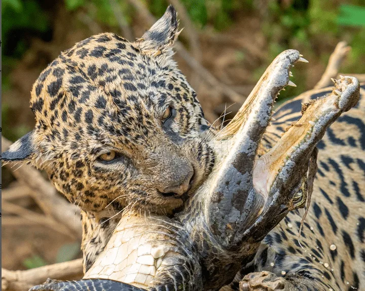 Jaguar Catch Crocodile Inside the Water