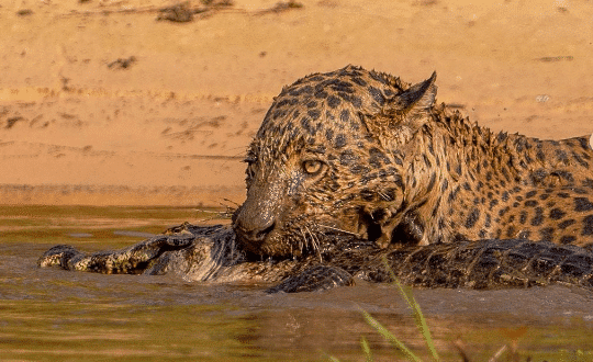 Jaguar Catch Crocodile Inside the Water