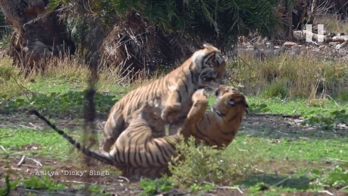 Tiger Showdown For Dominance