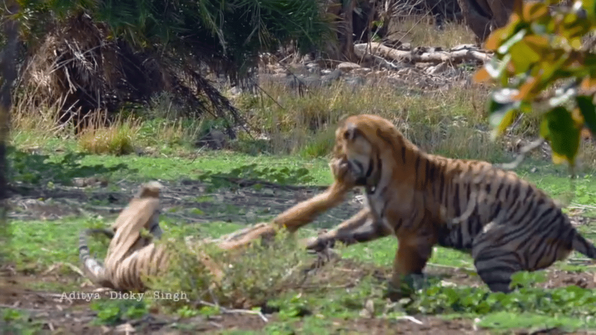 Tiger Showdown For Dominance