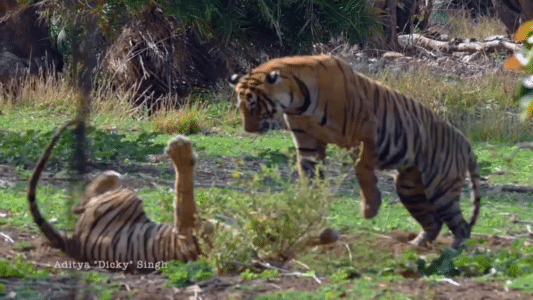 Watch: Female Tiger Showdown For Dominance