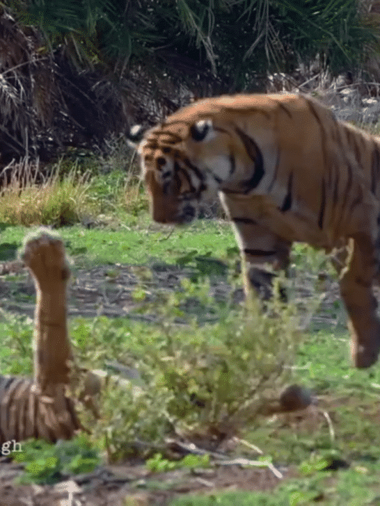 Female Tiger Showdown For Dominance