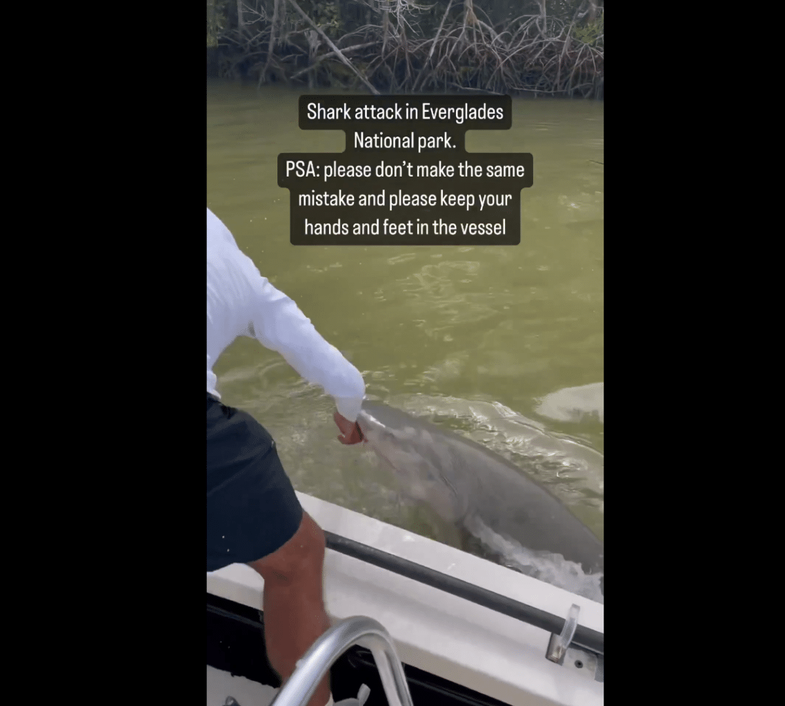 Bullshark pulls man overboard