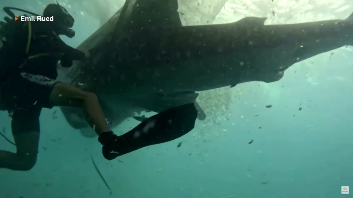 Divers Rescue Five Whale Sharks Trapped in Fishing Nets