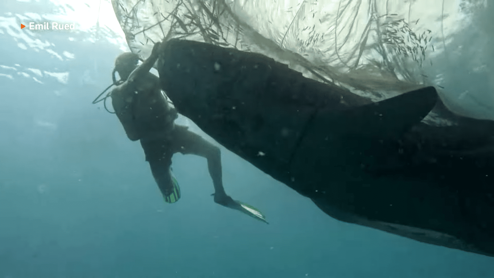 Divers Rescue Five Whale Sharks Trapped in Fishing Nets