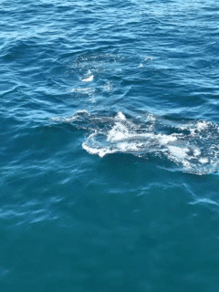 Orca Predation on Dolphins