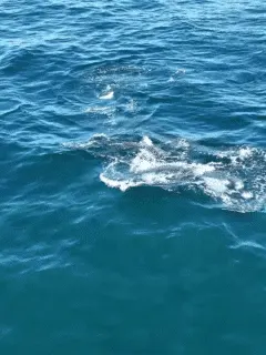 Orca Predation on Dolphins