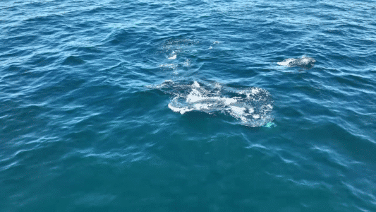 Astonishing Orca Predation on Dolphins
