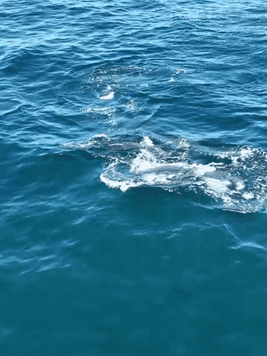 Astonishing Orca Predation on Dolphins