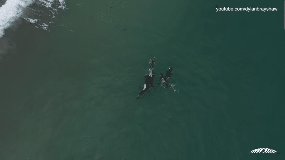 Three Orcas Approach Swimmer
