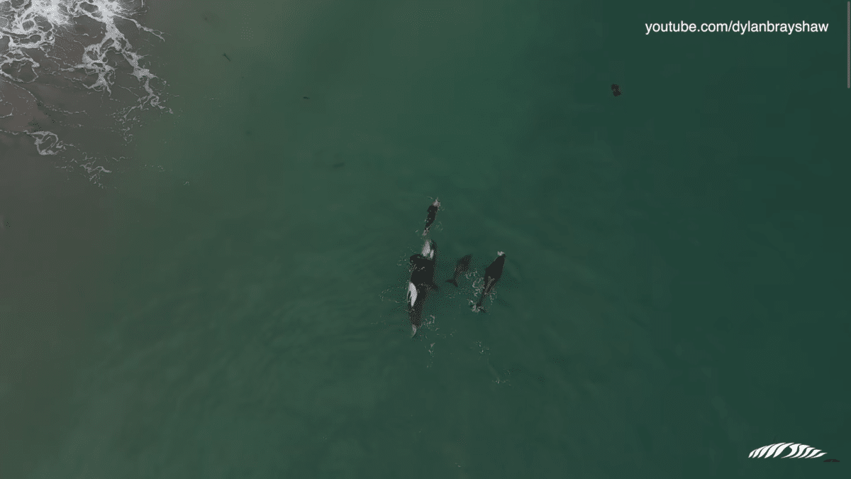 Three Orcas Approach Swimmer