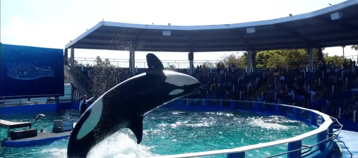 Orca Almost Released After 50 Years In Captivity