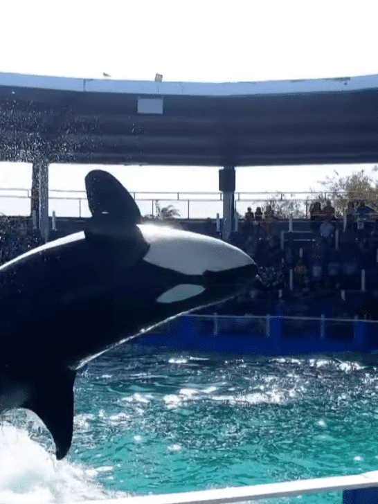 Orca Nearly Released After 50 Years In Captivity