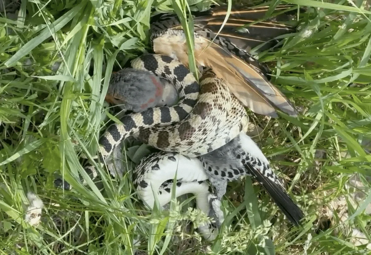mama bird killed by bull snake