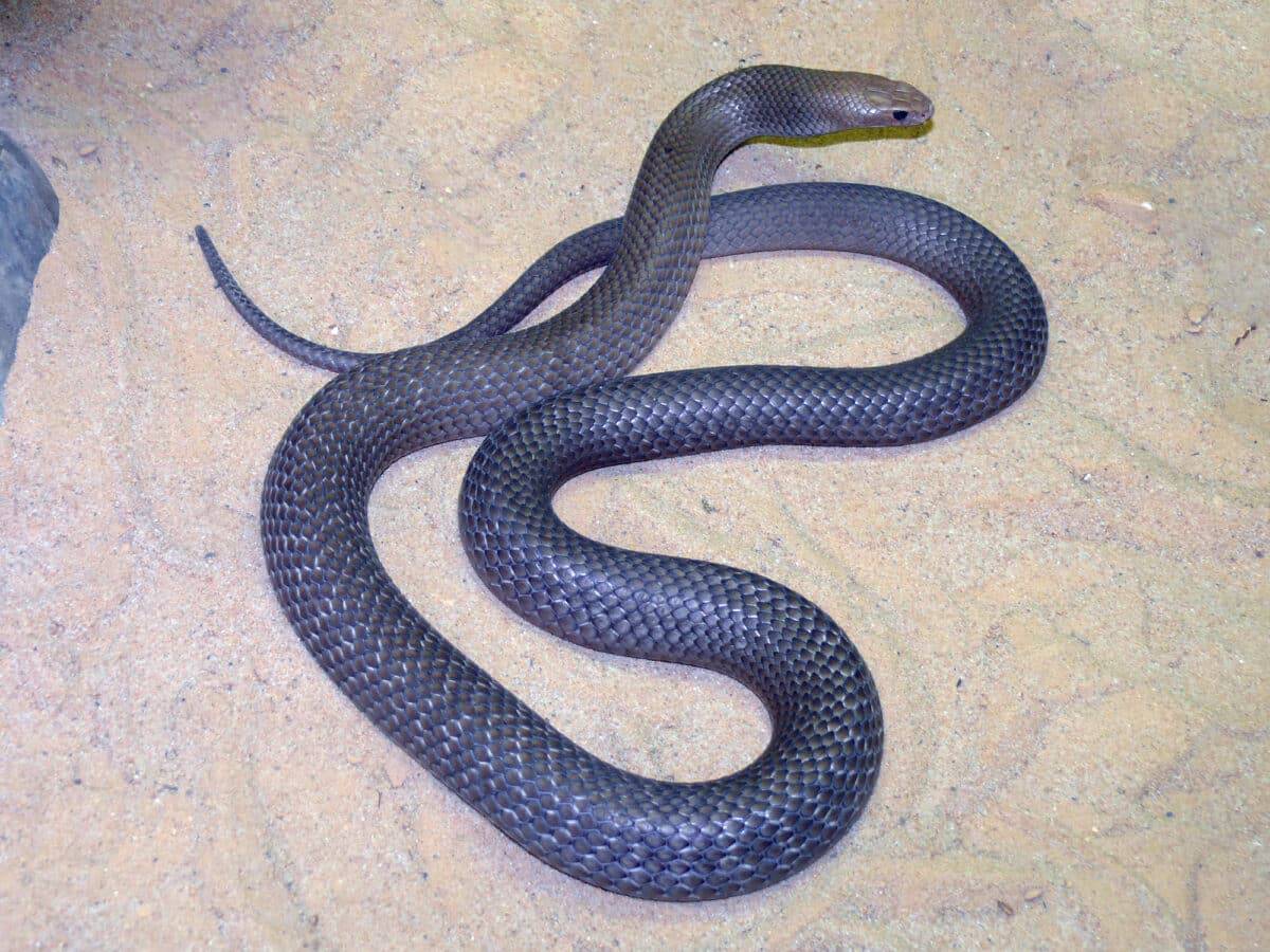 Tasmanian Tiger Snake