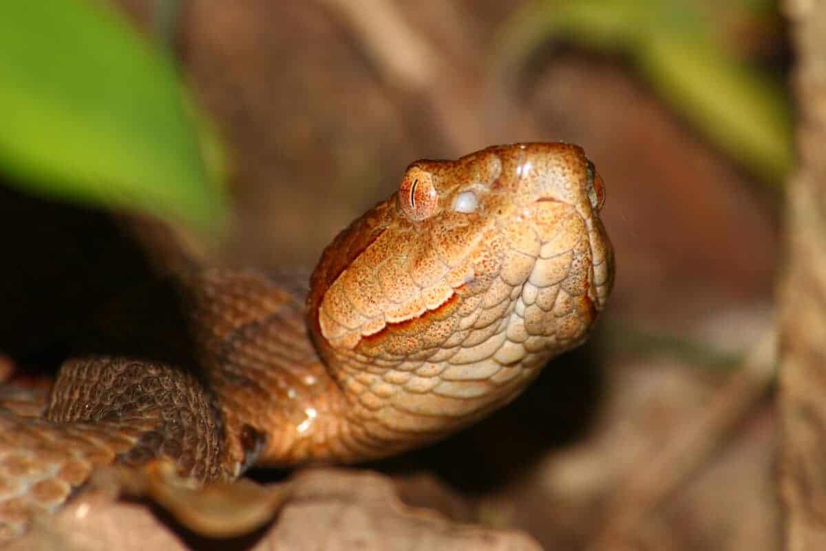 The Northern Copperhead Bite
