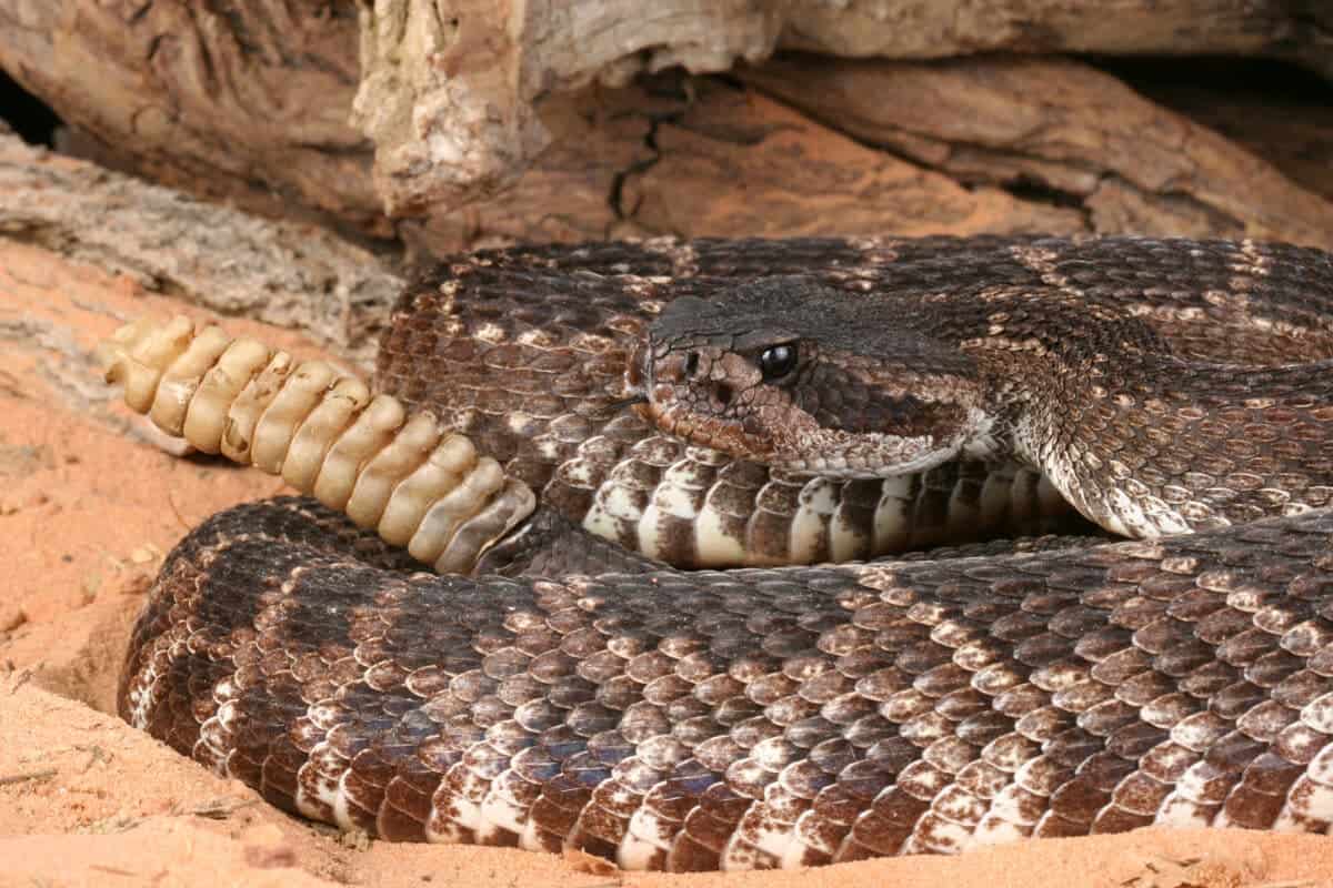 The Southern Pacific Rattlesnake