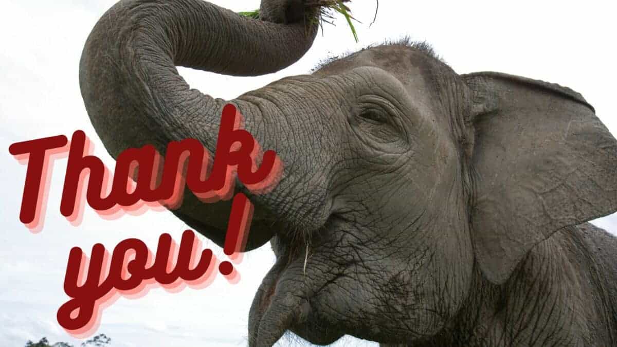 Elephant Says Thank You