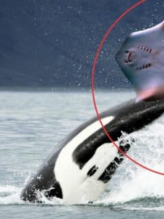 Orca Tail Slaps a Stingray for Fun