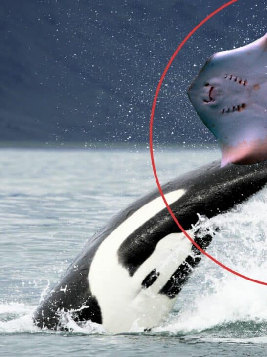 Watch: Orca Tail Slaps a Stingray for Fun