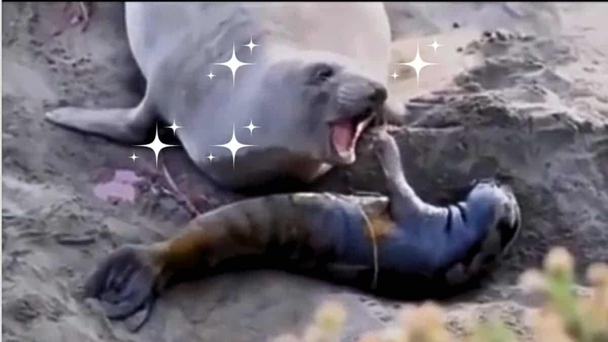 Mother Seal's Wholesome Reaction