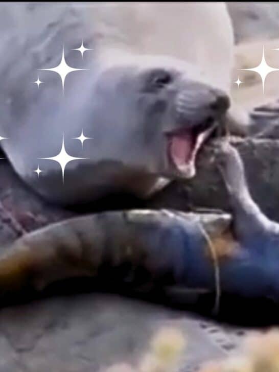 Mother Seal’s Wholesome Reaction to Newborn’s Unexpected Survival
