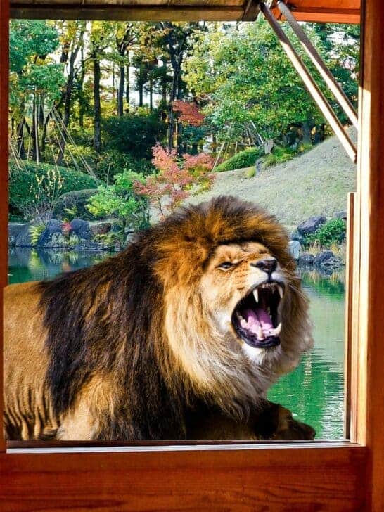 Ranger Wakes Up By a Lion Staring at Him Through the Window