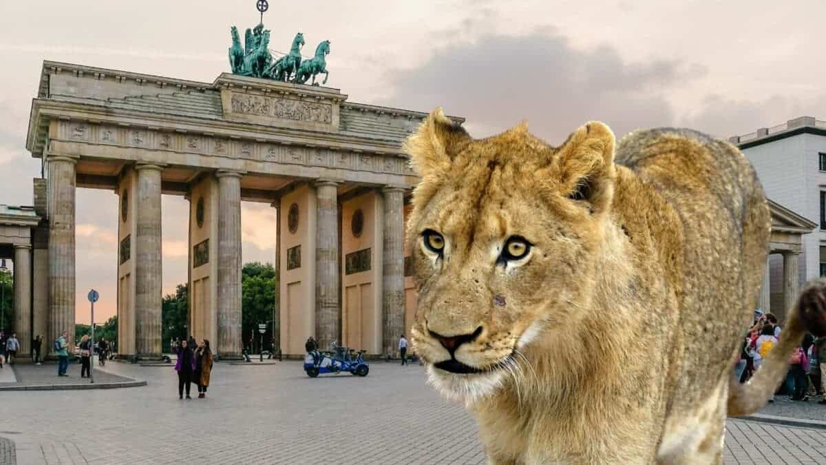 Lioness Roaring the Streets of Berlin