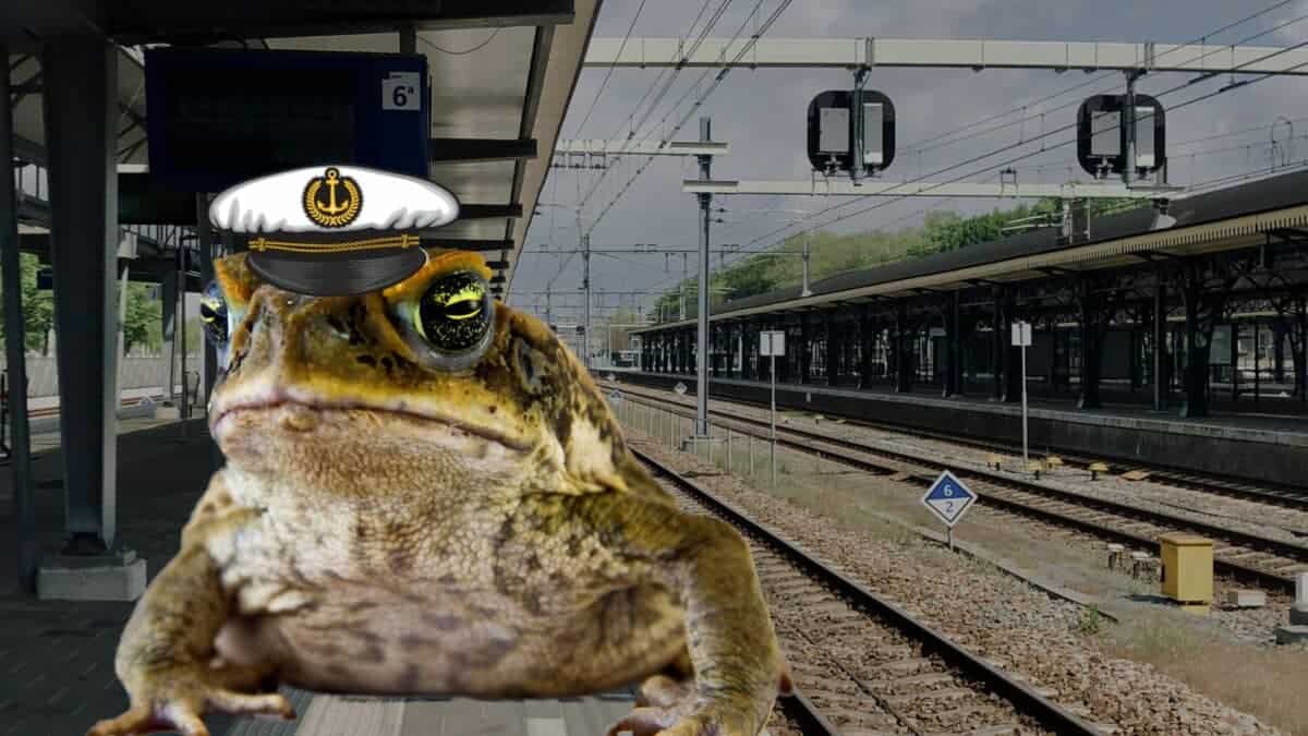 Toad Travelling on Snake
