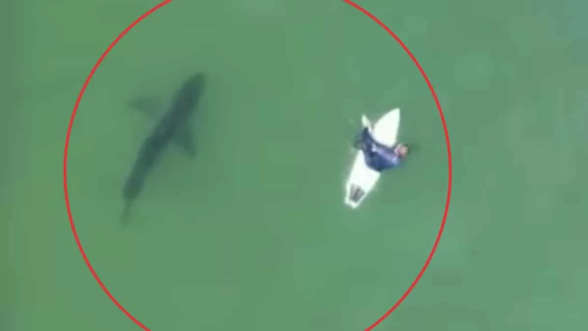 Great White Sharks Swims Right Under Surfer