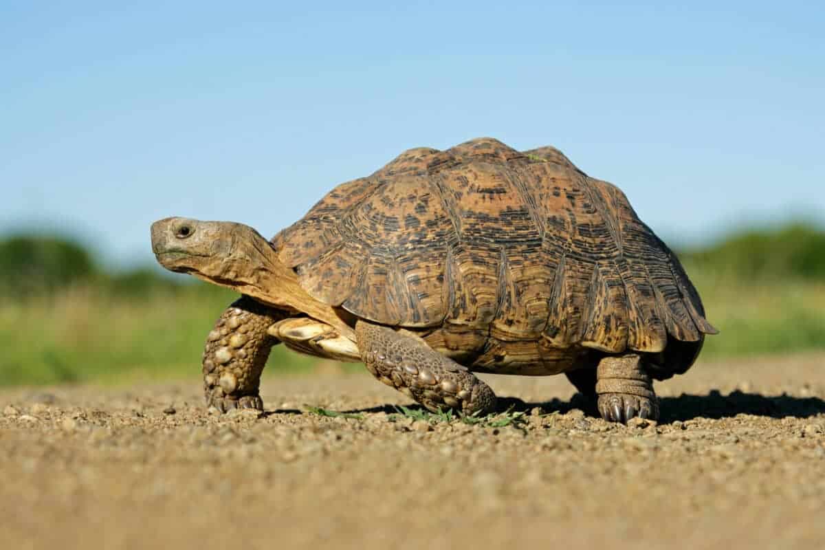 Tortoise