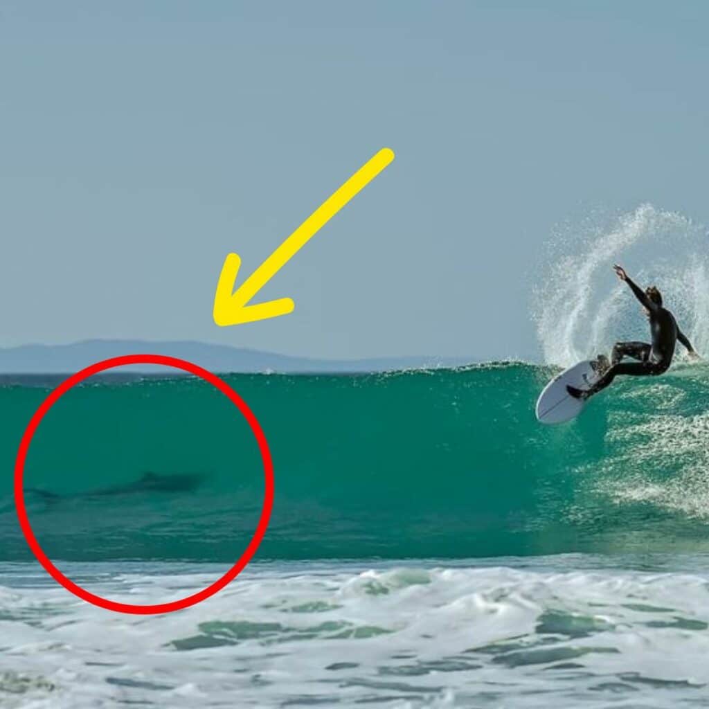 surfer shares wave with great white shark