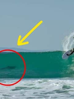 surfer shares wave with great white shark