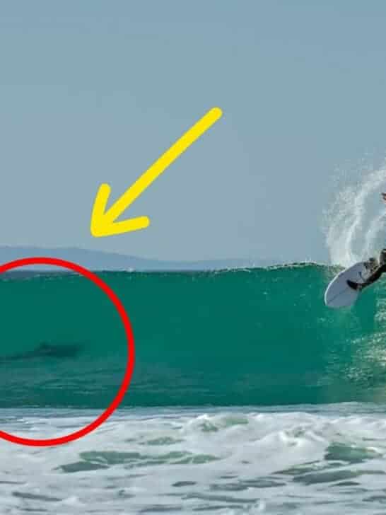 Surfers Share Wave with Great White Shark at Surfing Competition