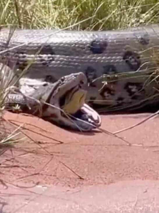 Watch: Anaconda Regurgitates Smaller Anaconda (Who’s Still Alive)