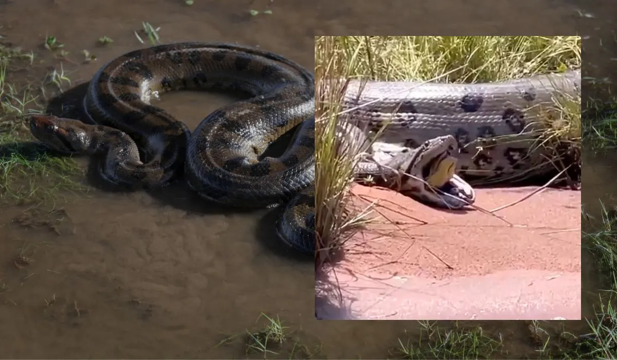 anaconda regurgitates smaller one 