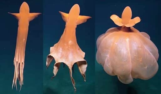 Alien-Like Octopus Transforms Into Huge Balloon