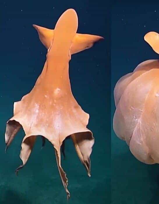 Alien-Like Octopus Transforms Into Huge Balloon