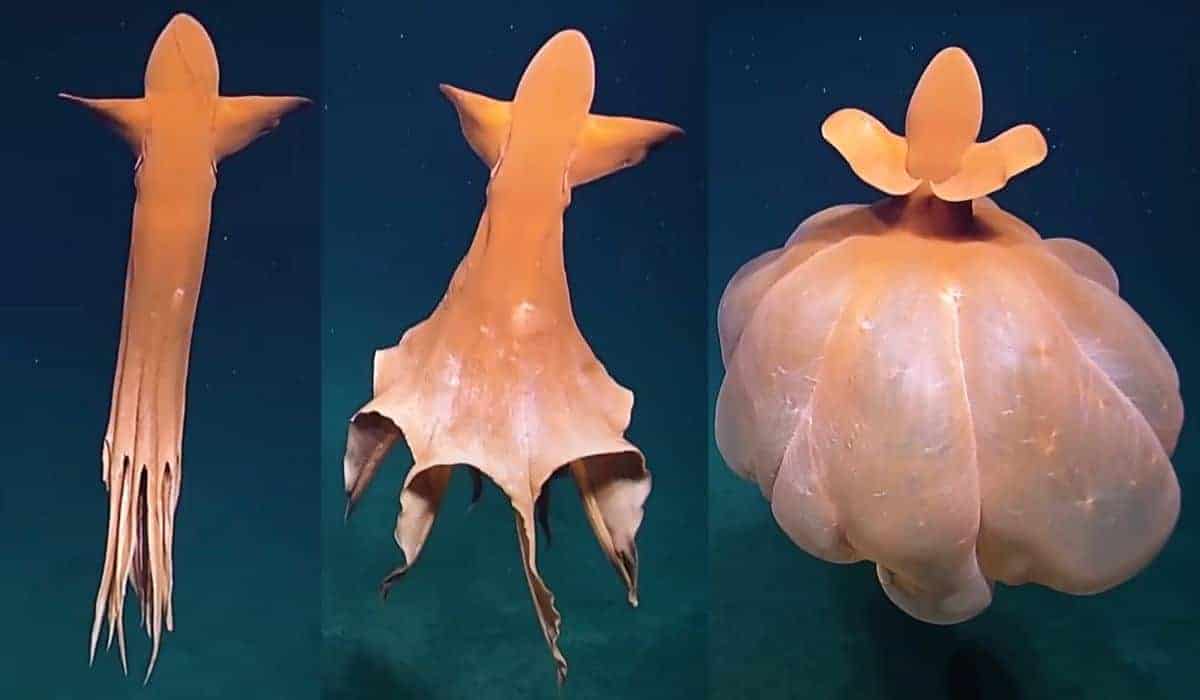 octopus transforms into balloon