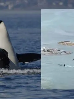 orcas swim past two kids