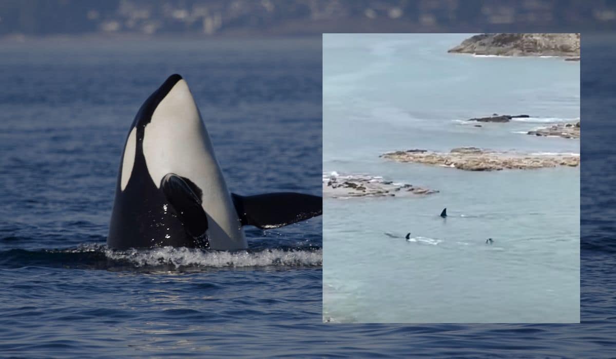 orcas swim past two kids