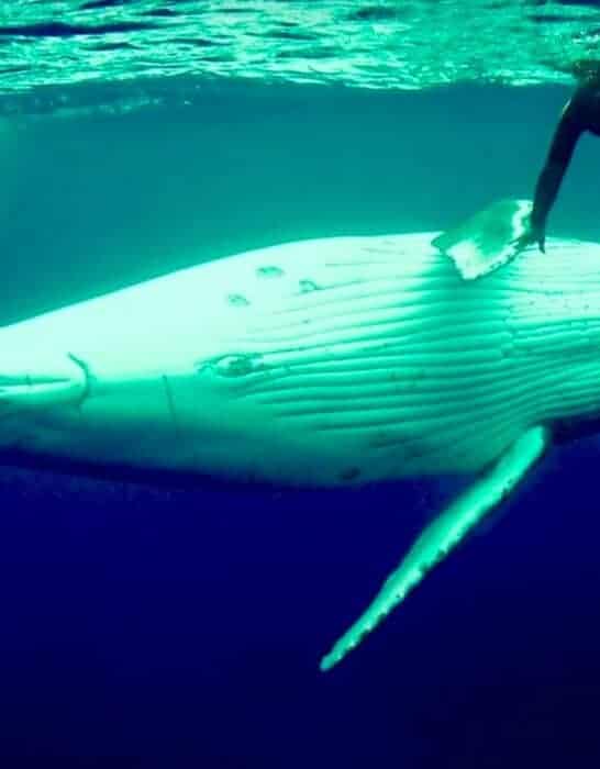 Whale Scoops Up Woman and Saves Her From Huge Tiger Shark