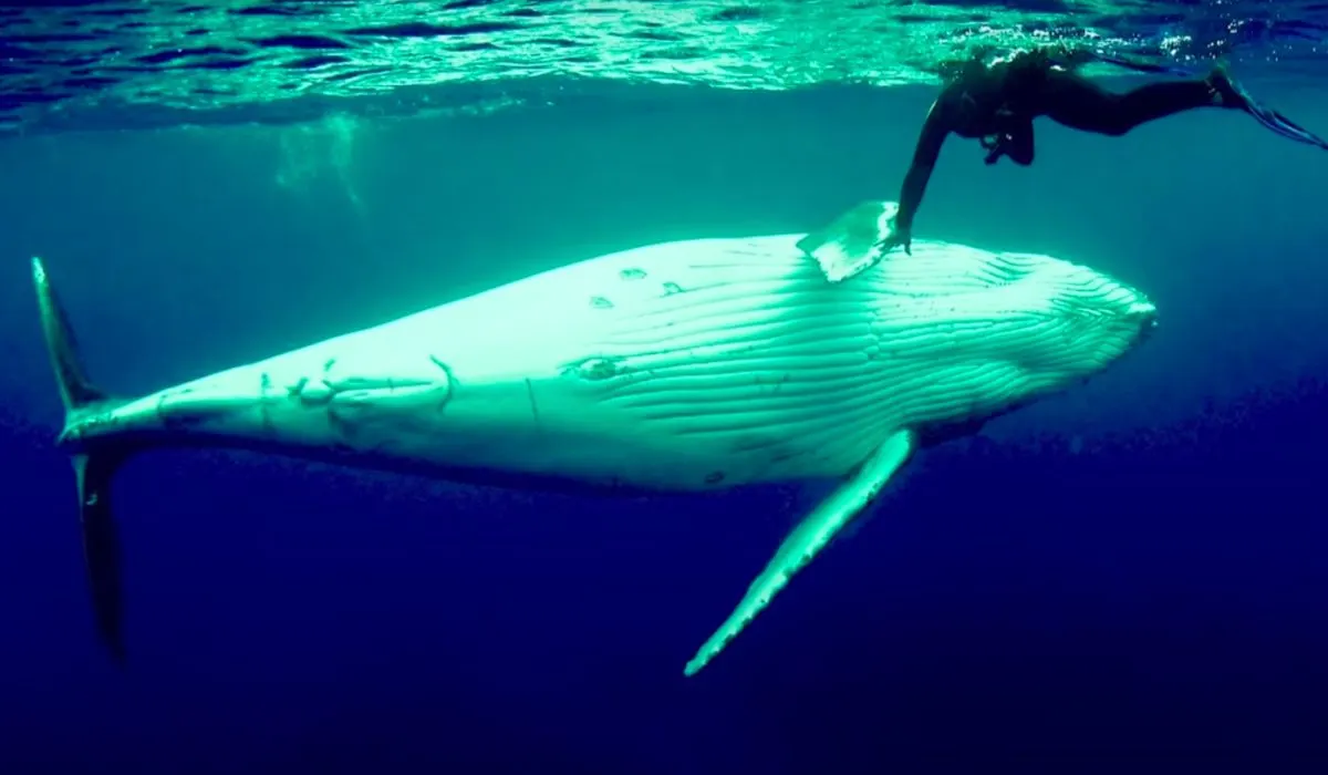 whale saves woman from tiger shark
