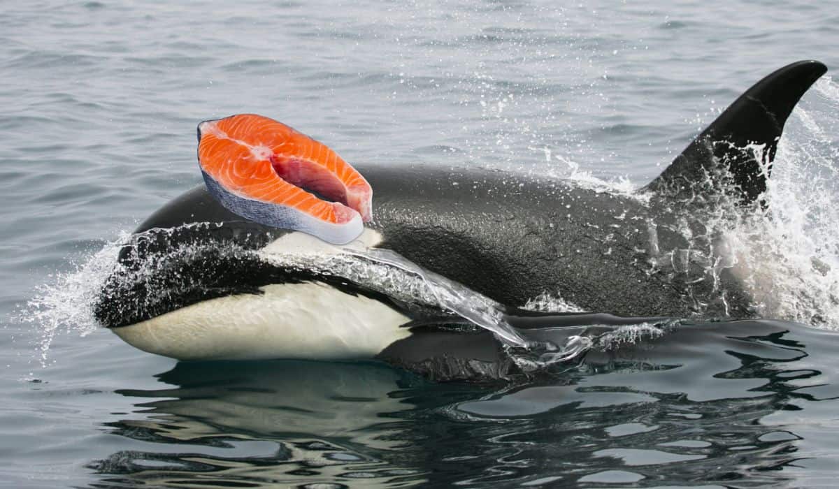 orcas wearing salmon as hats